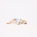 わんこ服・ムームー🌺パームリーブス