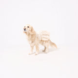 わんこ服・ムームー🌺ハワイアンヒストリー・タン