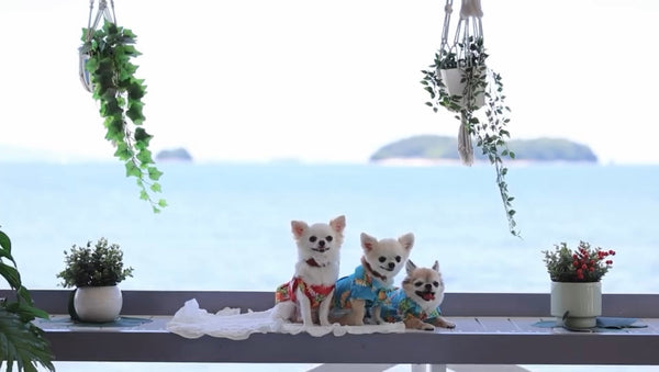 わんこ服・アロハシャツ🌺パイナップル・レイ