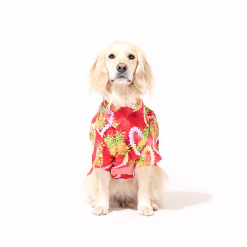 【5月上旬販売開始】わんこ浴衣🌺パイナップル・レイ