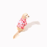 【5月上旬販売開始】わんこ浴衣🌺ラグジュアリーリゾート